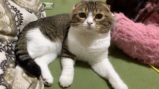 眠いけど遊びたいママと猫