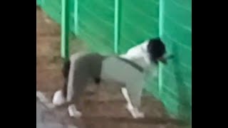 Take a look at the cute dog's owner playing sports ..귀여운 강아지기 주인이 스포츠 운동하는 모습을 지캬보기..看看可爱的狗的主人正在做运动 by Kingdom of Pet  야옹아 멍멍해봐 23 views 4 months ago 4 minutes, 3 seconds