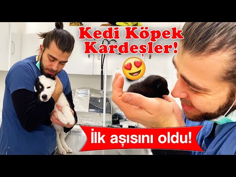 Video: Kediler ve Köpekler Neden Noel İçin Heyecanlı