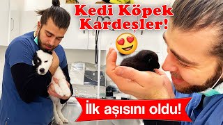 Собаки и кошки братьев и сестер! Как успокоить щенка? #TheVet