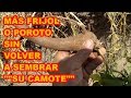 FRIJOL O POROTO, MÁS FRIJOL SIN SEMBRARLO, ¿HACE CAMOTE? 🌺🌺🌺 83 VIDEOLUNES