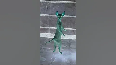 Video 7388661: sphynx cats catlovers, catlover cute sphynx explore, sphynx cute catlover dance, cat dance funny sphynx, sphynx cute catlover animals
