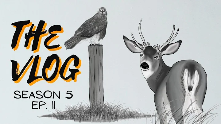 Montana Cactus Buck and Split Beam Bull