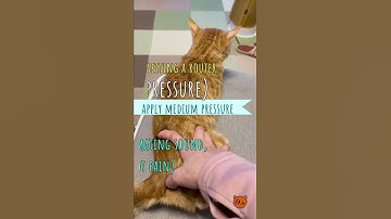 Got a Cat in Heat? Reset it Like a Router!