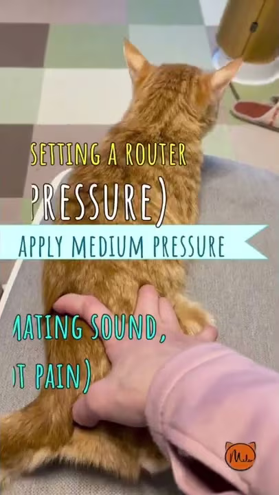 Got a Cat in Heat? Reset it Like a Router!