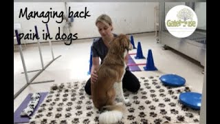 Managing back pain in dogs