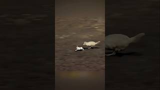 The rabbit saved its life from four wild wolves | Four Wild Wolves Vs Rabbit #rabbit #wolf #shorts