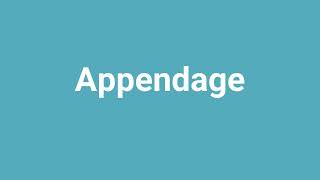 'Appendage' Meaning and Pronunciation