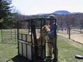 Unloading an alpaca from a chute