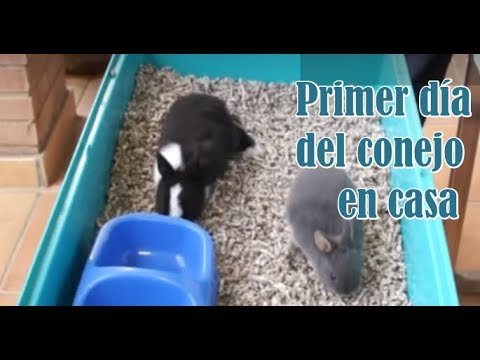 video de citas saltan los conejos