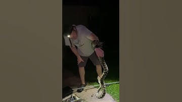 Carpet Python Wrangler 🐍 #Shorts #pythonsnake