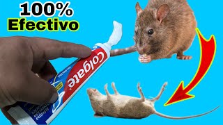 Como Eliminar RATAS y RATONES usando PASTA DENTAL