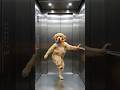Funny Dog dance 😆🐶 #aifunny #funny #dogdance