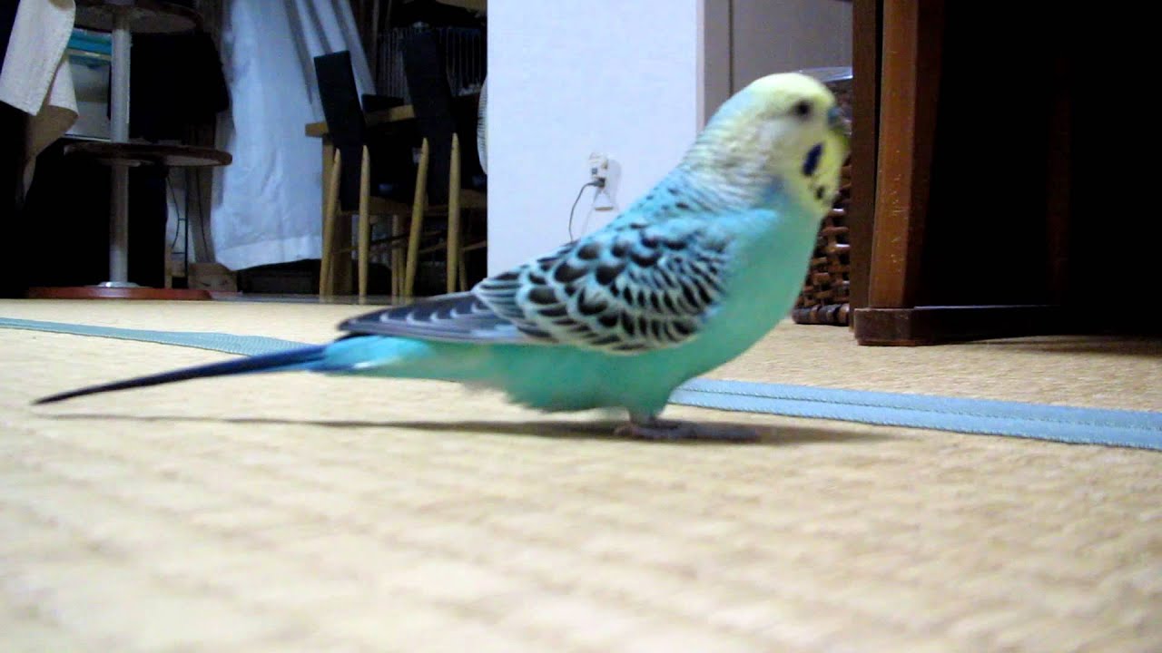 可愛い足音 Youtube 可愛い足音 Youtube