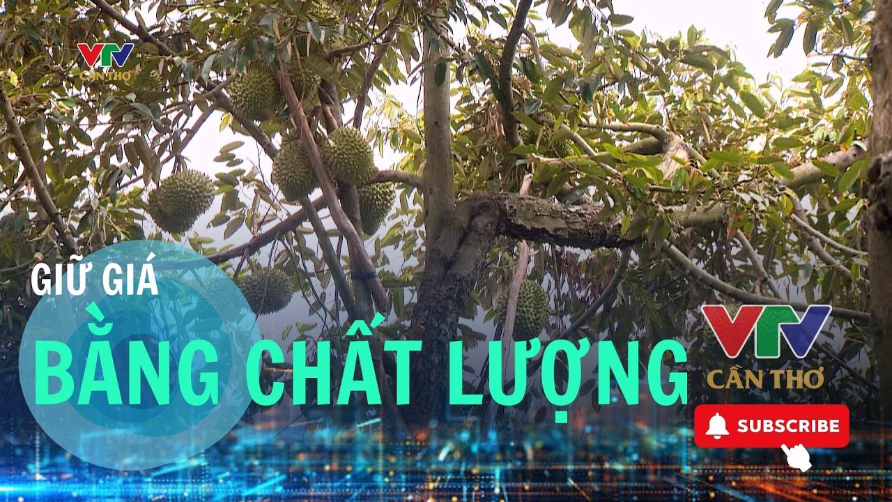 Sầu riêng được giá, nhà vườn Đồng Tháp chú trọng giữ chất lượng | VTV10 - Đài Truyền hình Việt Nam
