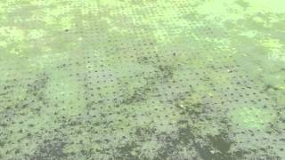 Needle tine on greens