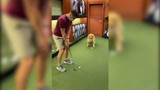 World's Best Caddy by Ellie Golden Life 5,462 views 3 years ago 17 seconds