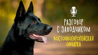 Разговор с заводчиком: восточноевропейская овчарка / всё о породе / порода, выведенная в СССР