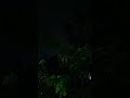 POV: Rainy Night Under the Mango Tree 🌧️