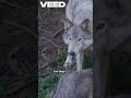 "Wolf Happiness: Nature’s Untold Emotion"#HappyWolf#WolfJoy#SmilingWolf#JoyfulWolf#WildHappiness
