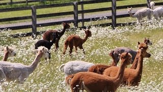 Rare Farm and Ranch in Tenino, Washington