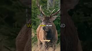 Joe Rogan's Survival In The Prince Wales Island. #jre #podcast #wildlife