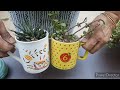 DIY broken coffee mugs How they are used as containers without drain hole to grow beautiful plants