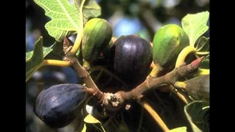 سورة التين عبدالعزيز الاحمد - sorat al teen)Fig
