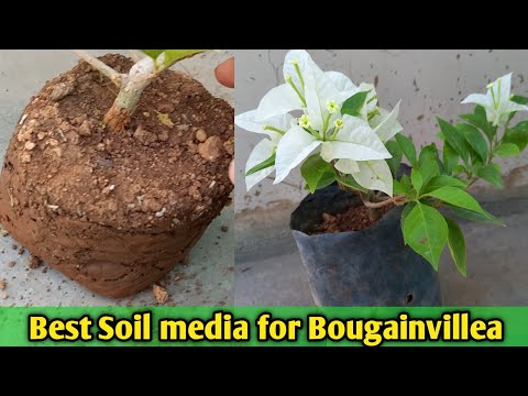Best Soil media for Bougainvillea Flower Plant. How to Grow Bougainville flower plant ?