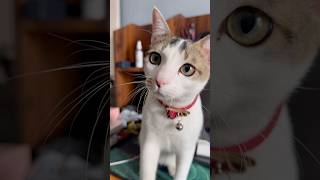 The untold story #cats #facts #shorts