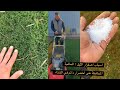 سبب اصفرار الثيل الاسباب والعلاج كيف نحافظ حلى اخضرار دائم حتى في فصل الشتاء  mp3