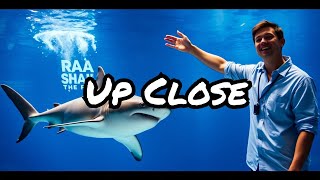 What Blacktip Reef Sharks Can Teach Us About Business