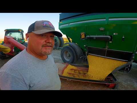 Corn Is Dry.. Time To Go!
