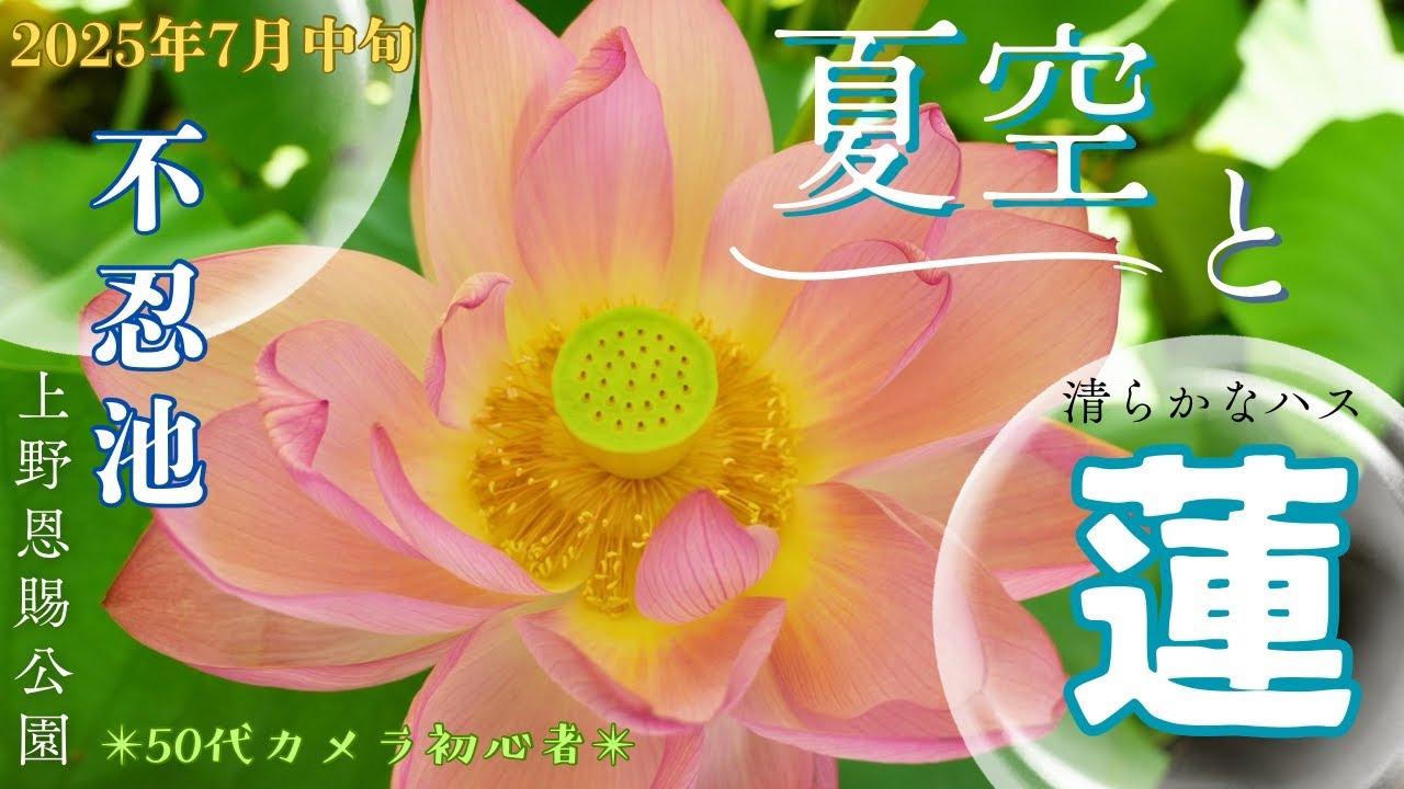 朝の清らかなハスと夏空を撮る✴︎上野不忍池✴︎50代カメラ初心者
