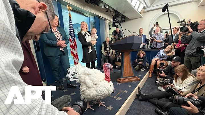 WATCH: Waddle the Turkey Meets Reporters Ahead of Trump’s Thanksgiving Pardon | APT