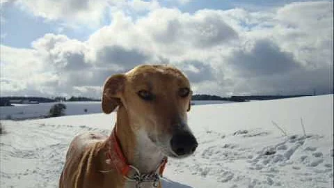Snow Galgos