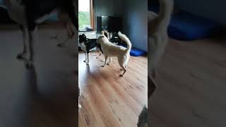 Zuri: Ter adoptie (even dollen met elkaar)