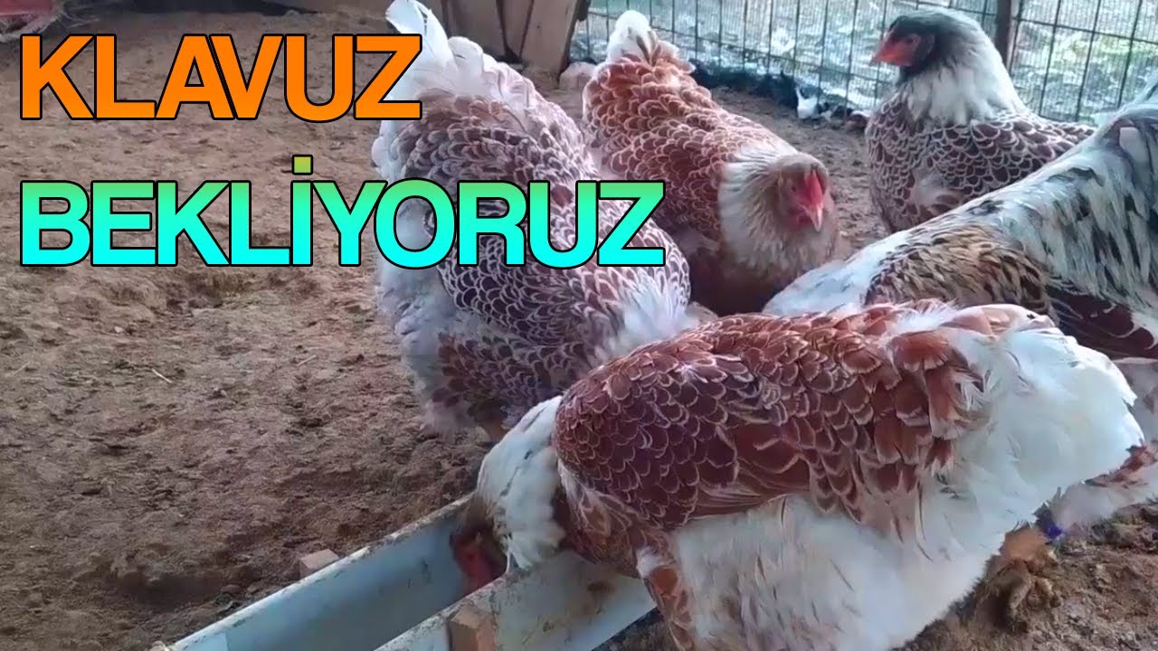 Gsg Wyandotte - Splash Wyandotte //klavuz bekliyoruz.