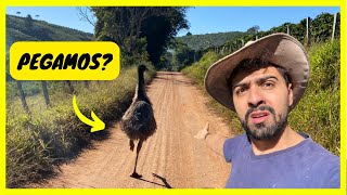 A Fuga do Emu Australiano | Gutejando