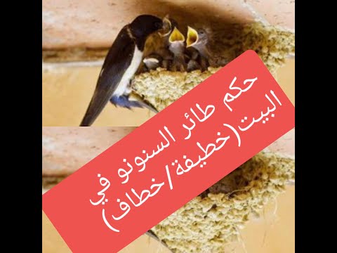 حكم القرآن من طائر للسنونو في البيت الخطيفة الخطاف