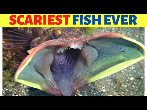10 Scary Fish To Haunt Your Dreams !!