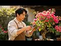 Bougainvillea Hard Pruning Tutorial: Prune for Vigorous Growth and Double the Blooms#bonsai
