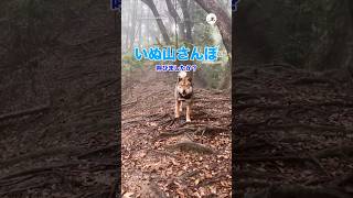 犬笛で戻ってくる四国犬|PECO