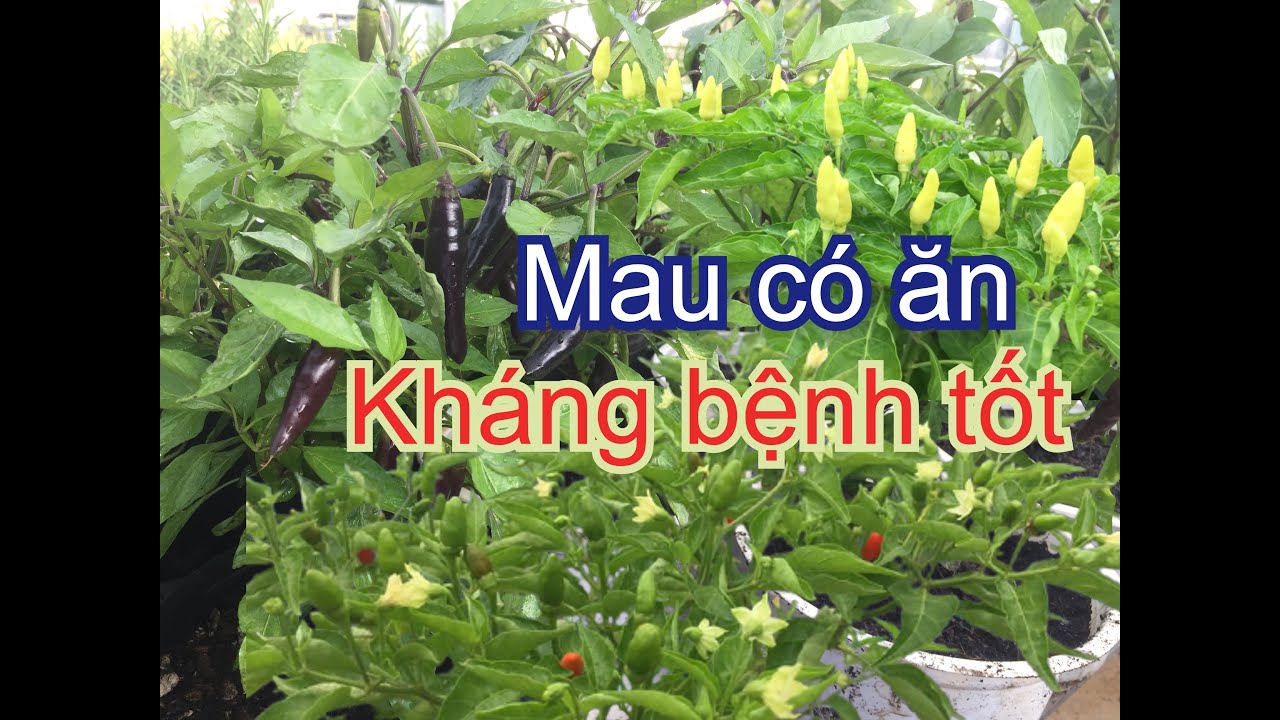 3 thành phố có sòng bạc lớn nhất thế giới Trồng ớt Không Cần Gieo Hạt, vừa mau có ăn, vừa kháng bệnh tốt | THÍCH TRỒNG CÂY TV