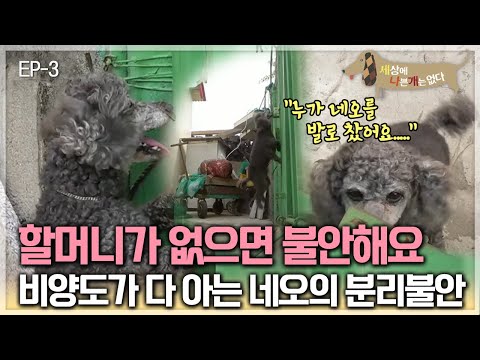 세상에 나쁜 개는 없다 - 해녀 할망의 두 번째 천생연분_#003