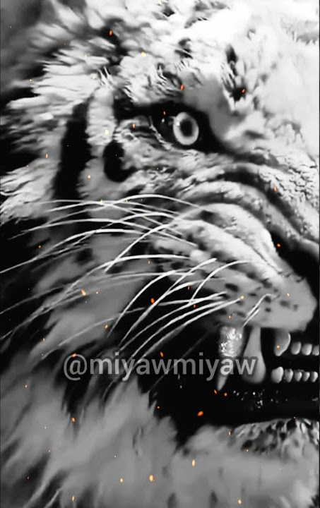story WA macan putih. pesan