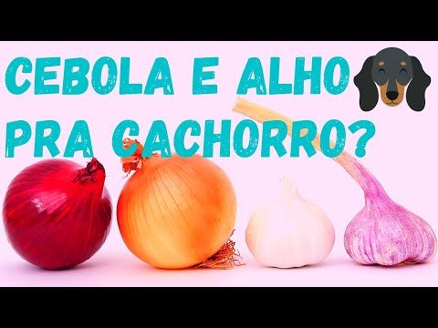 Vídeo: Cebola E Alho São Ruins Para Cães?