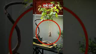 My Laddu Gopal Swung The Swing, Watch It Live