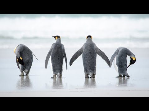 Vídeo: Illes Falkland: ubicació, foto, història, atraccions