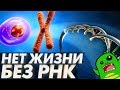 Ты РАБ своей РНК! Как РНК захватили планету